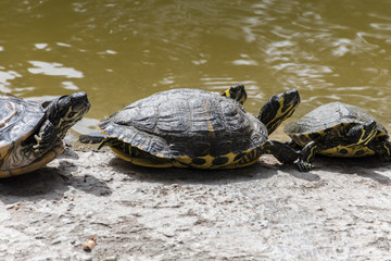 Water turtles