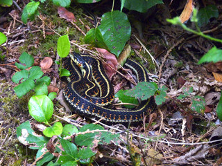 Garter Snake, Inland Lake, British Columbia, Canada