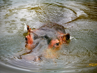 Hippopotame