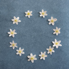 round frame with wood anemone on jeans blue background with copy space for greeting cards