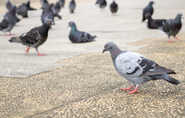 鳩の群れ 