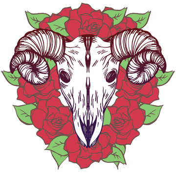Realistic detailed hand drawn illustration of an old sheep skull with cracks and big horns on a background of red roses. Graphic vintage tattoo style image on occult theme. T-shirt print.