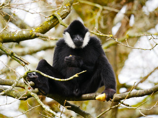 Gibbon à favoris blancs