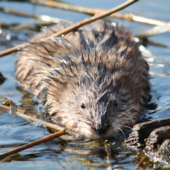 Muskrat (Ondatra zibethicus) in water
