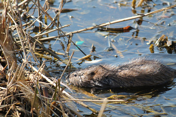 Muskrat (Ondatra zibethicus) in water
