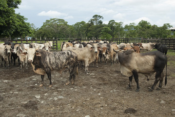 Cow, Brahman Race, Costa Rica 