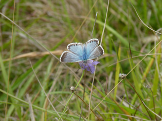 Chalkhill Blue, Cambridgeshire