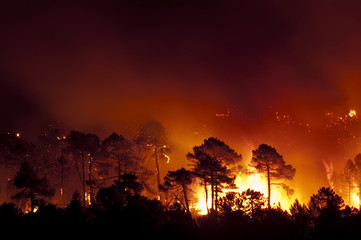 Forest fire, Pinus pinaster, Guadalajara (Spain)