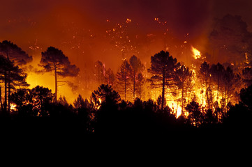 Forest fire, Pinus pinaster, Guadalajara (Spain) - obrazy, fototapety, plakaty