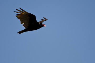 Turkey Vulture Flying in a Blue Sky