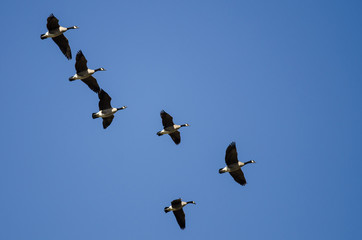 Flock of Canada Geese Flying in a Blue Sky
