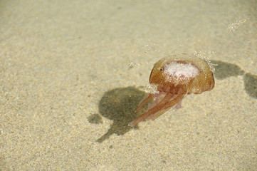 Pelagia noctiluca on the beach.