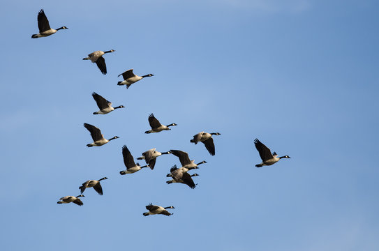 Large Flock of Canada Geese Flying in a Blue Sky