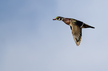 Wood Duck Flying in a Blue Sky