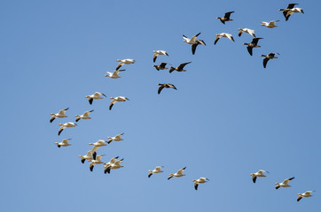 Greater White-Fronted Geese Flying Among the Snow Geese