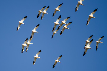 Flock of Snow Geese Flying in a Blue Sky