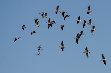 Flock of Greater White-Fronted Geese Flying in a Blue Sky