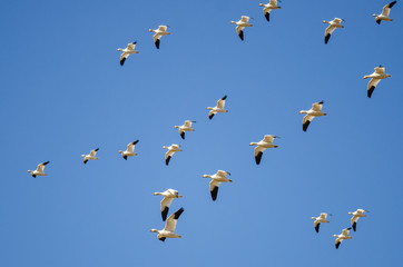 Flock of Snow Geese Flying in a Blue Sky