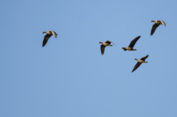 Flock of Greater White-Fronted Geese Flying in a Blue Sky