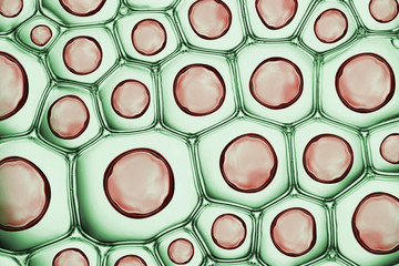 Macro close up of soap bubbles look like scientific image of cell and cell membrane