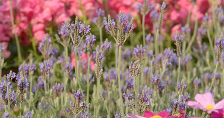 Purple lavender farm