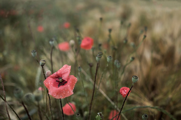 Poppy field .