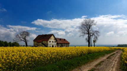 Canola field.