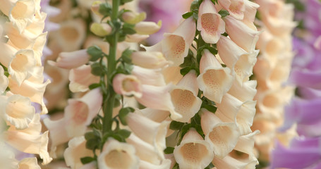 White foxglove flowers in garden © leungchopan
