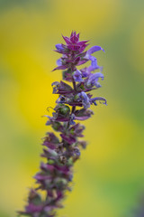 A purple flower with yellow and green background