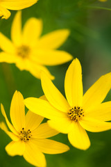 A close up/macro shot of yellow flowers on a green background.