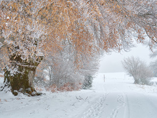 Spaziergang im Winter