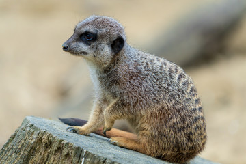 Erdmännchen