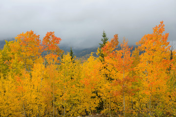 Autumn Aspen - Colorful Autumn Aspen trees with foggy mountains in the background. Boreas Pass, Colorado, USA.