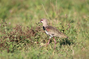 Colorful bird standing on the grass in Costa Rica
