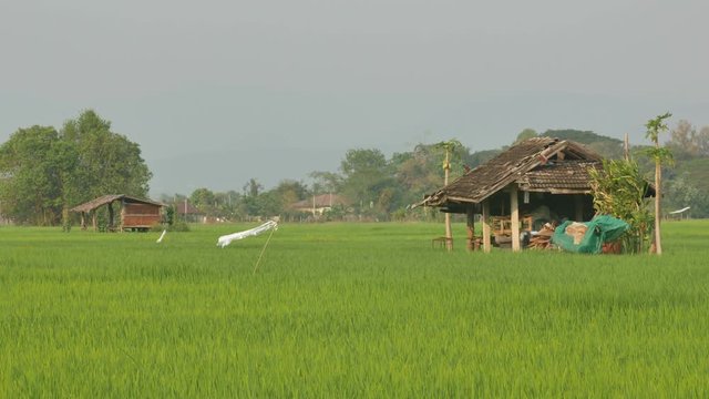 two hut in the paddy field with wind blow condition