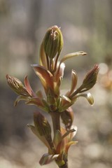 The beautiful colors of spring - green buds on the branch 