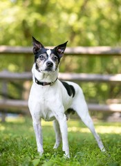 A Rat Terrier mixed breed dog outdoors