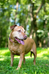 A red Pit Bull Terrier mixed breed dog outdoors