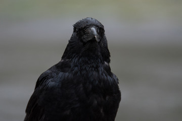 Kolkrabe (Corvus corax) - Portrait