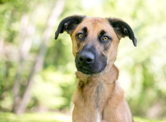 A Belgian Malinois dog with floppy ears looking at the camera