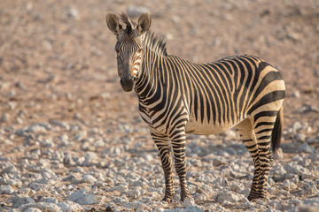 Fototapeta premium Mountain zebra (Equus zebra), Etosha National Park, Namibia