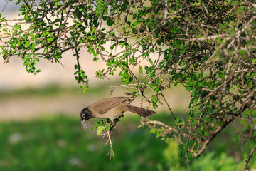 White-spectacled bulbul on tree