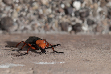 Black and brown leatherwinged Beetle in Death Valley