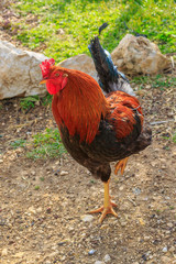 Single bright red and black cock