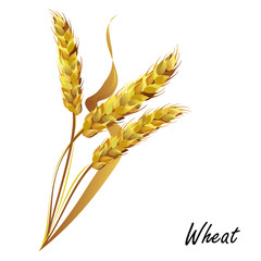 Wheat. Hand drawn realistic vector illustration of wheat ears isolated on white background for packaging design.