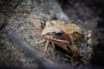 Grasfrosch im Close up quer Blende 9