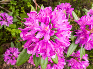 Beautiful rhodedendrums on the shores of lake windermere, cumbria, UK
