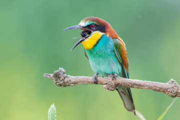 Close up of European bee-eater regurgitating wad (Merops apiaster), Italy 