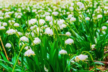 Fototapeta premium Spring snowflake flowers Leucojum vernum blooming in sunset. Early spring snowflake flowers in march. First flowers in springtime. Closeup of white spring snowflake in the forest.