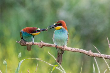 Bee eater male bringing food to its mate (Merops apiaster), Po Valley, Italy